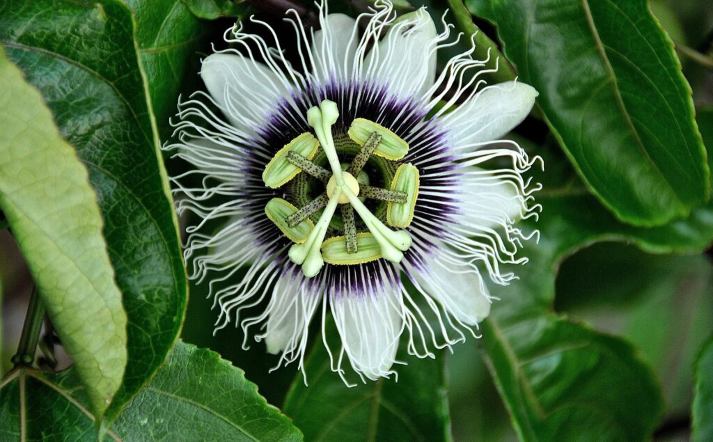 black and white flowers