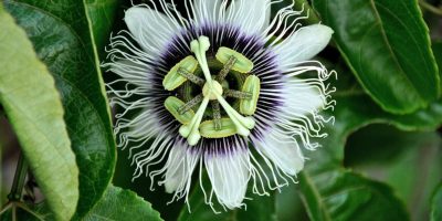 black and white flowers