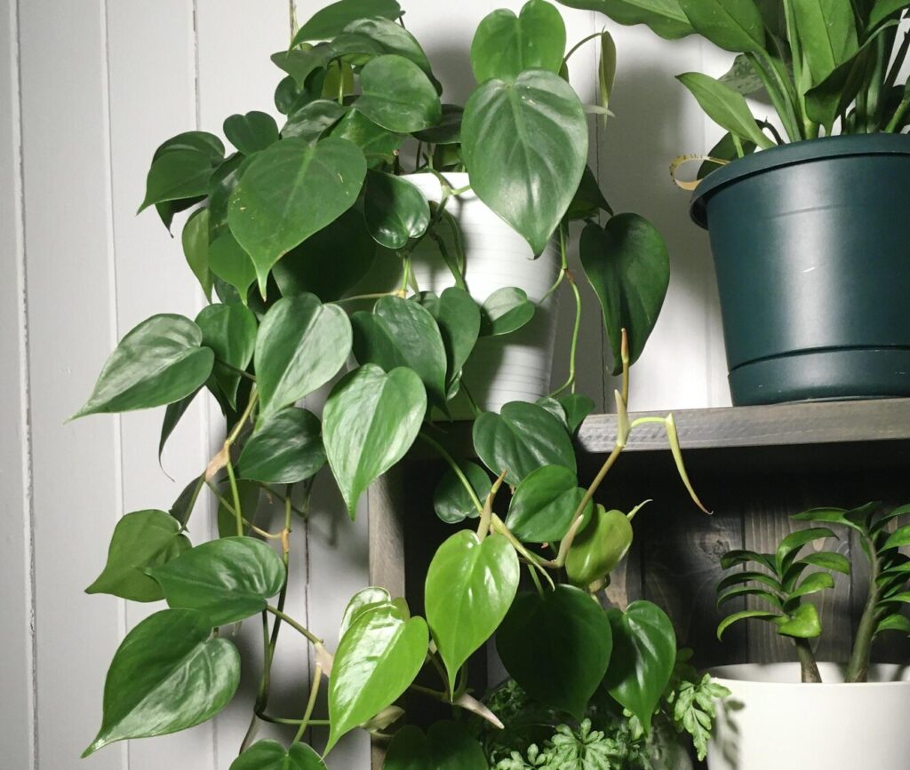 Heartleaf philodendron