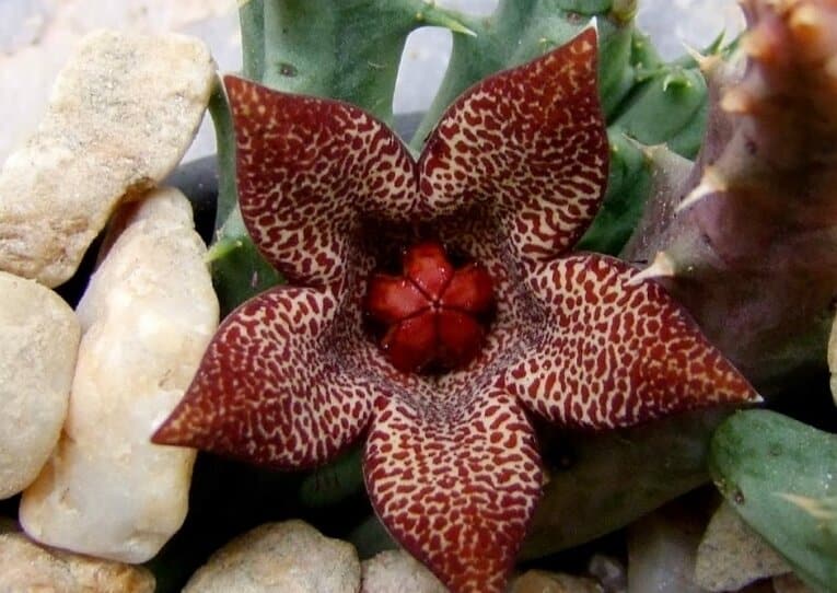 Decipiens Piaranthus