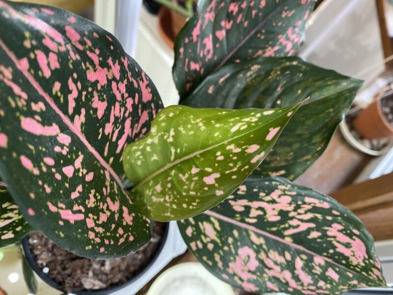 Aglaonema ‘Red Gold’