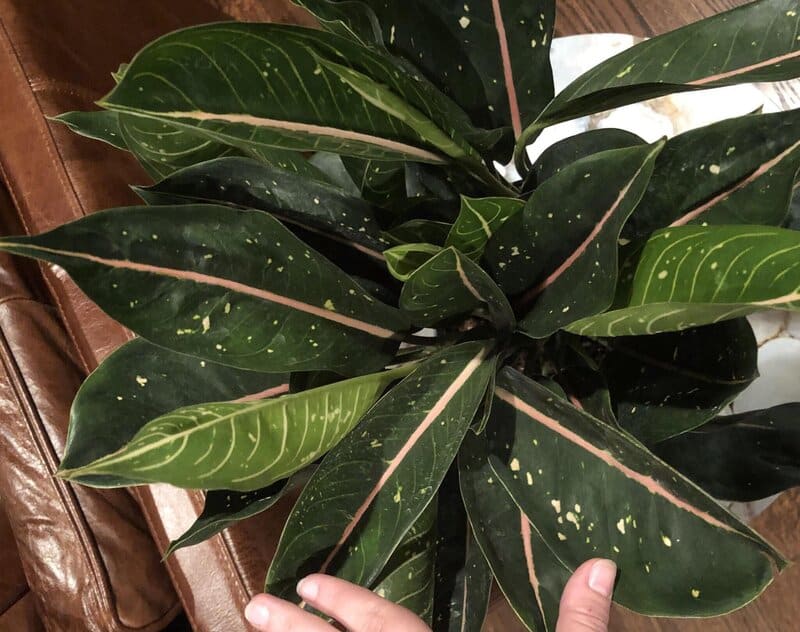 Aglaonema Pink Moon