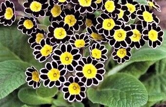 Silver Laced Primrose