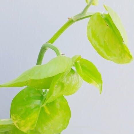 "Golden" Pothos