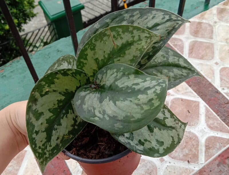 "Satin" Pothos