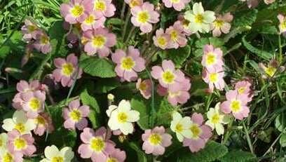 Primula vulgaris - Primrose