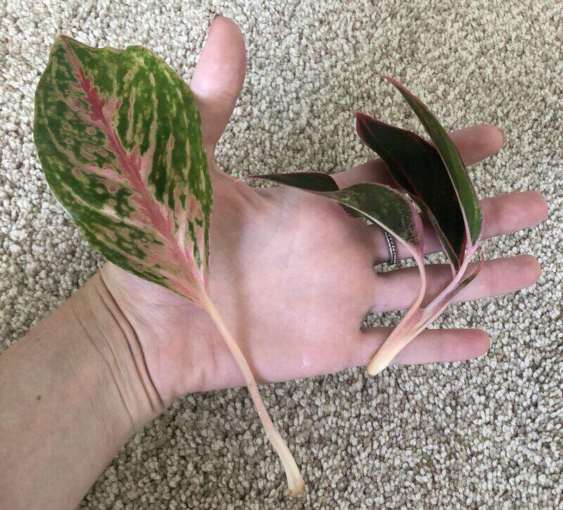 Aglaonema propagation