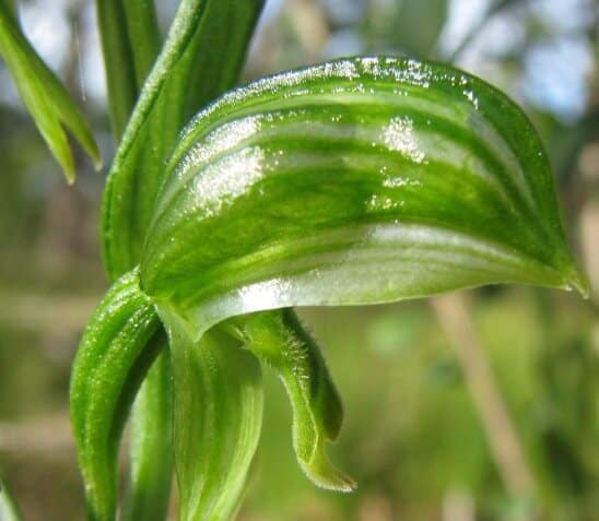 Pterostylis longifolia