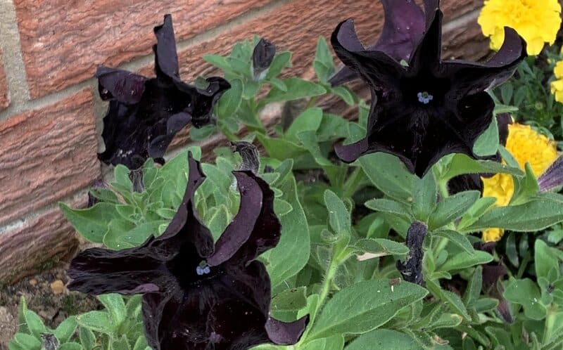 Petunia "Black Mamba"