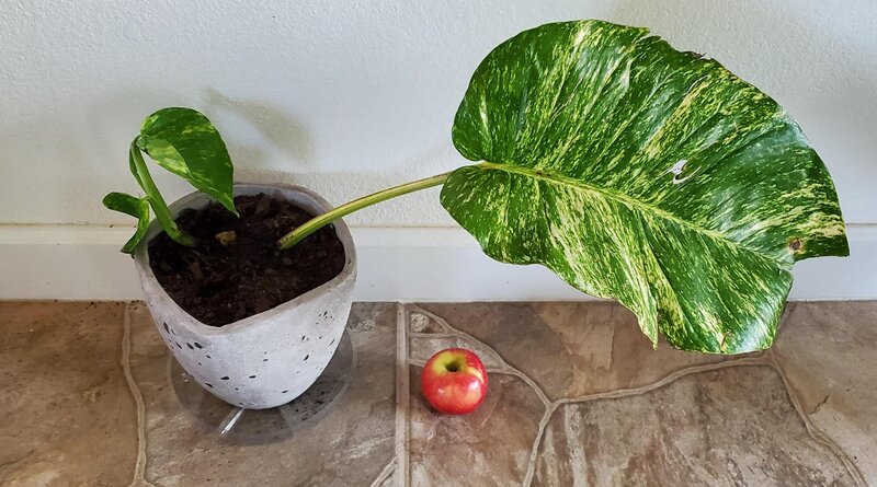 "Hawaiian" Pothos
