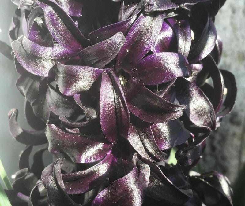 Hyacinth "Midnight Mystic"