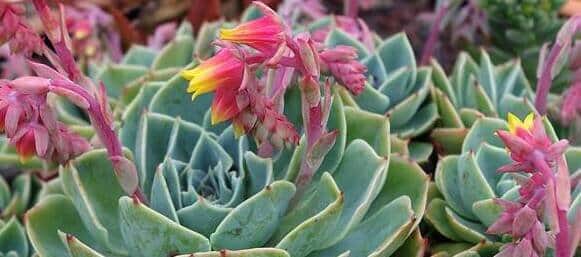 Echeveria laui agm- hen and chicks