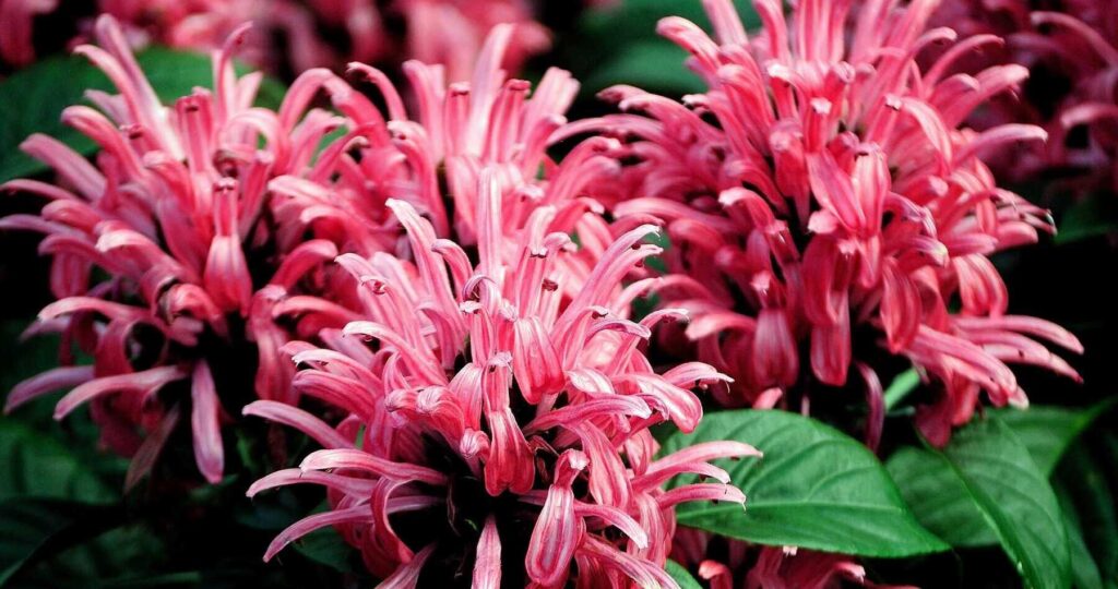 Justicia carnea - Brazilian plume