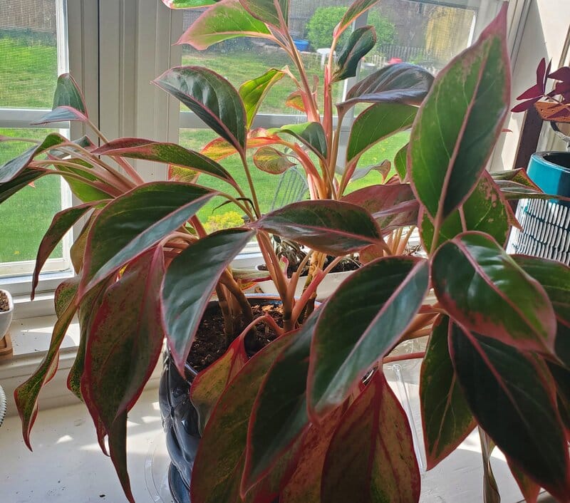 Aglaonema Red Anyanmanee
