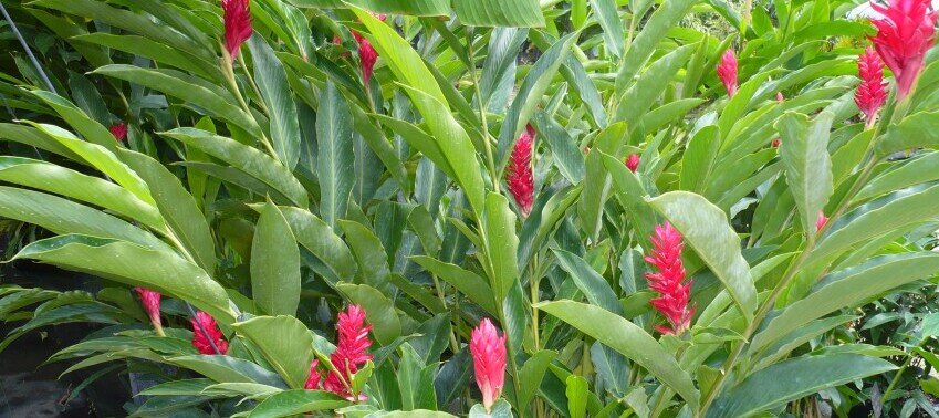 Alpinia purpurata - Red Ginger