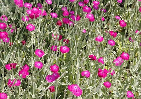 Lychnis coronaria