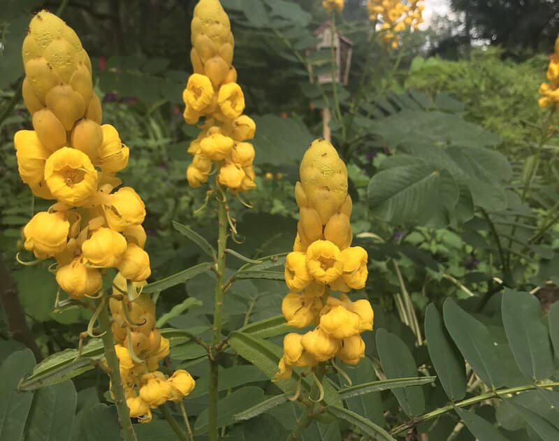 Senna alata - Candle Bush Tree