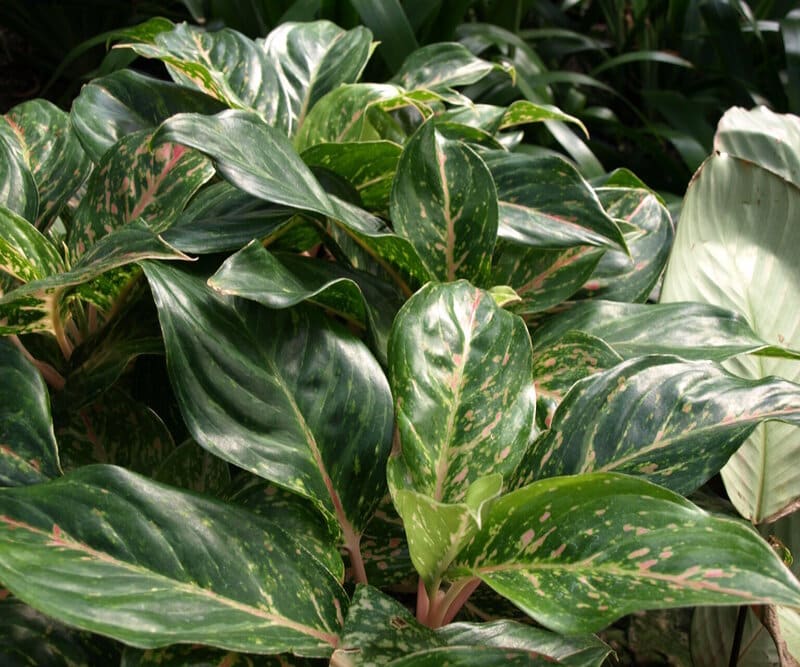 Aglaonema Sparkling Sarah