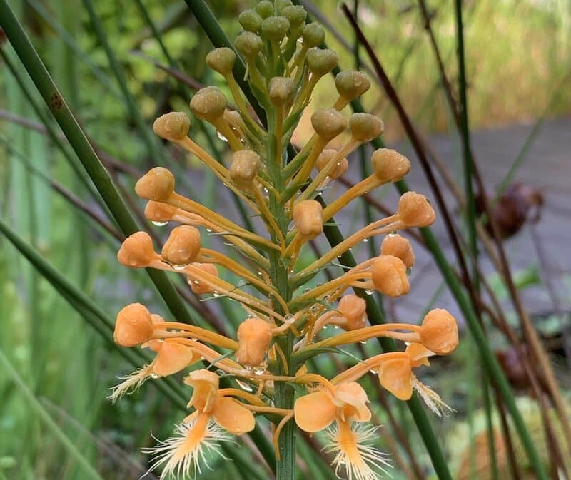 Platanthera ciliaris - Orange Fringed Orchid
