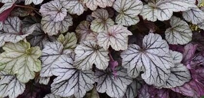 Black Flowers Heuchera