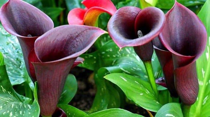 Deep Purple Calla Lily