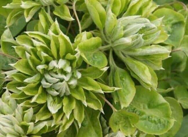 Green Clematis