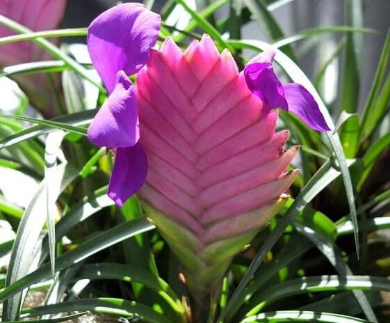 Tillandsia cyanea - Pink Quill