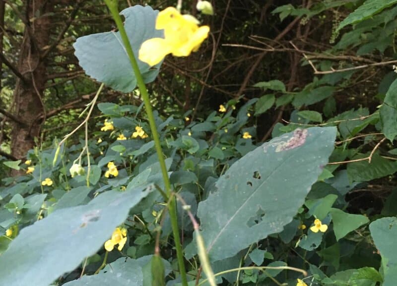 Impatiens repens - Golden Dragon