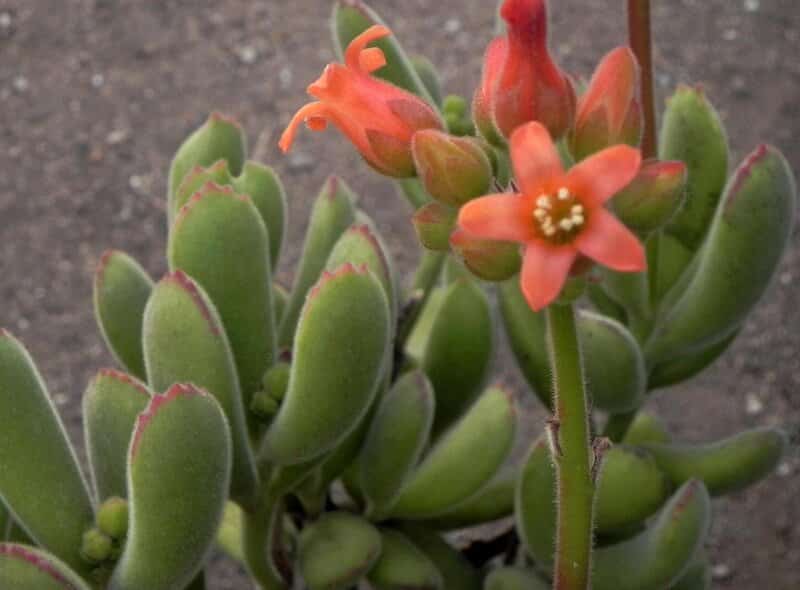 Cotyledon ladismithiensis - Bear's Paw