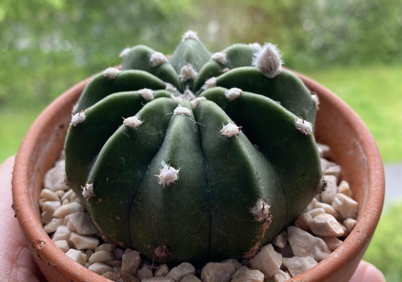 Echinopsis subdenudata "Tufty" - Easter Lily Cactus
