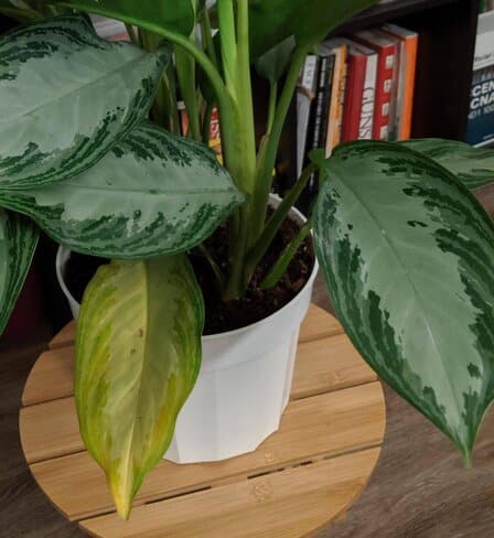 Aglaonema Silver Bay common issues