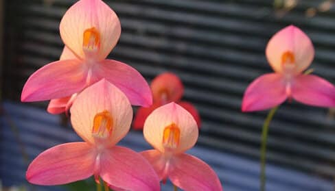 Disa Hybrid "Inca Princess"