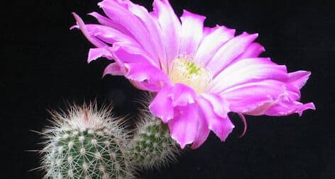 Echinocereus pectinatus