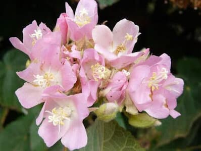 Dombeya wallichii - Pink Ball Tree
