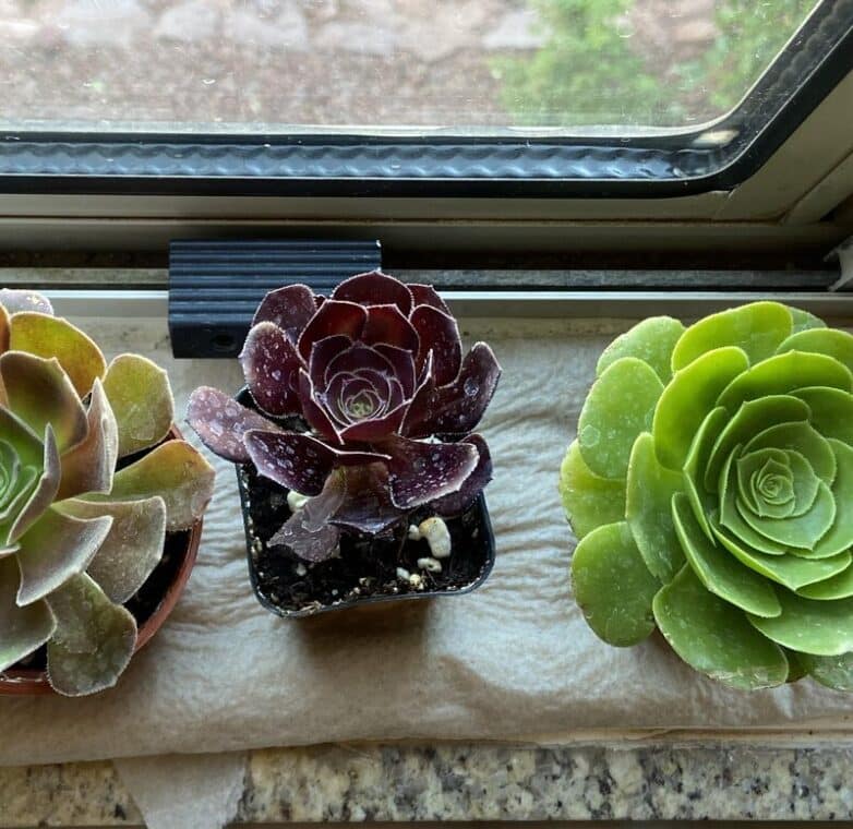 Aeonium "Zwartkop" 