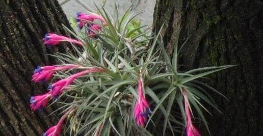 Tillandsia aeranthos