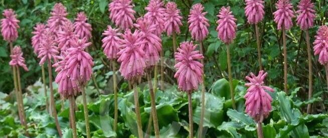 Velthemia capensis - Velthemia