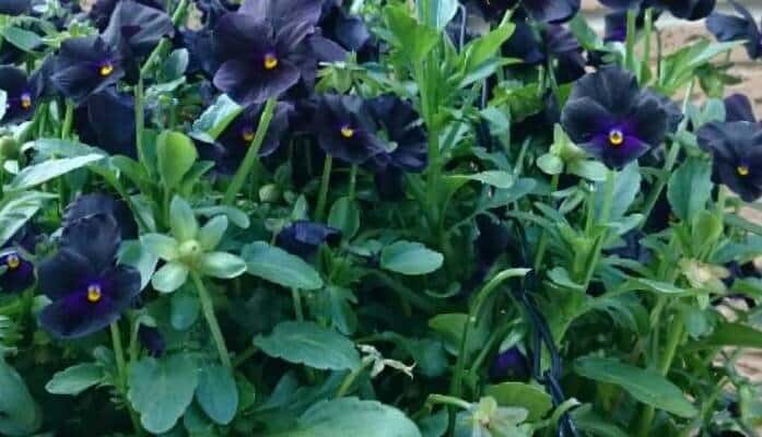 Viola sorbet "Black Delight"
