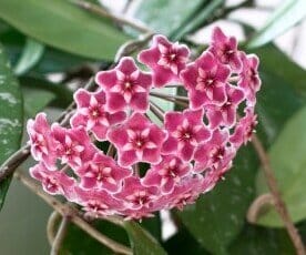 Hoya plants - Wax Plants