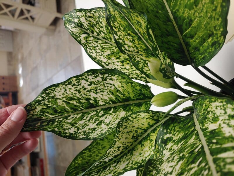 Aglaonema White Calcite