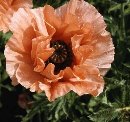Oriental Poppy