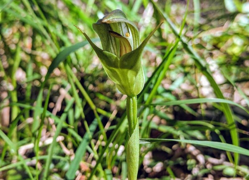 Greenhood orchid