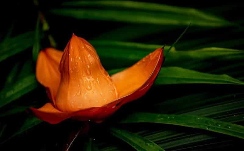 Freycinetia cumingiana -Flowering Pandanus