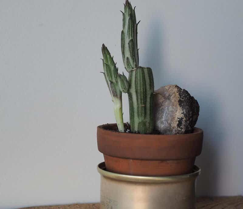 Kleinia stapeliiformis - Pickle Plant