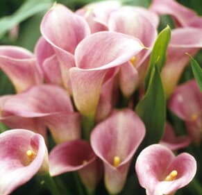 Zantedeschia - Calla Lily