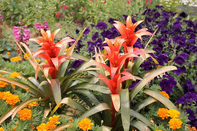Guzmania lingulata