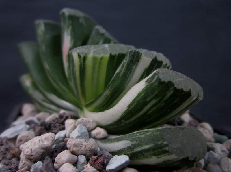 Keep Haworthia truncata in shade