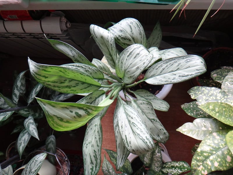 Aglaonema Silver Bay