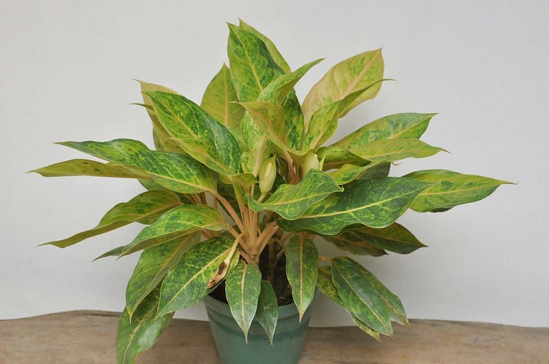 Aglaonema height and growth