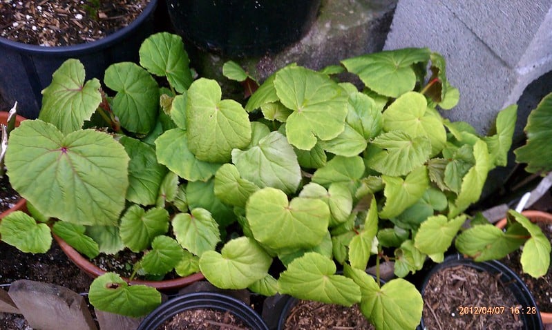 Begonia Grandis needs soil which is rich in nutrients